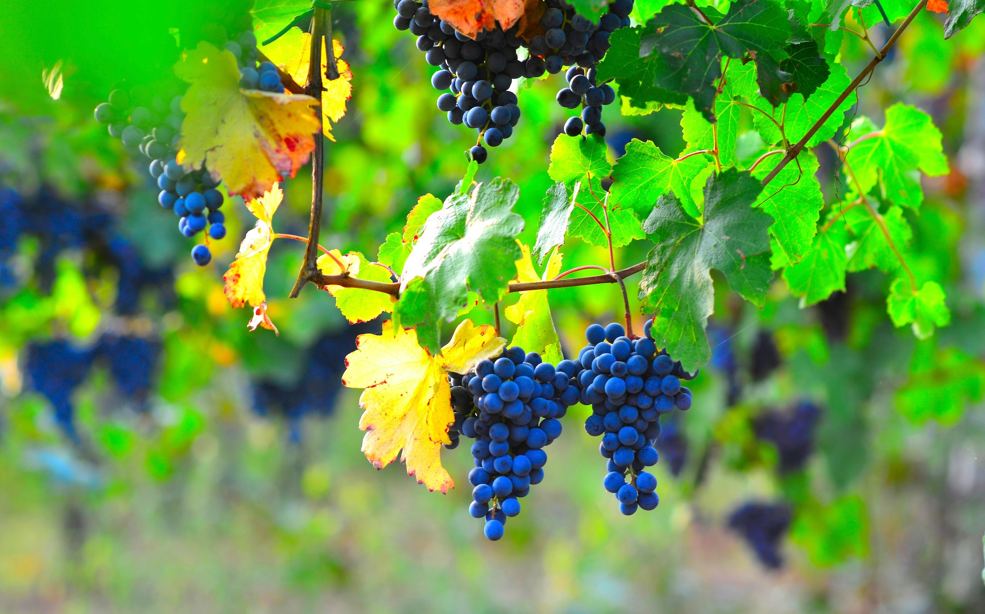 Fruit on the Vine